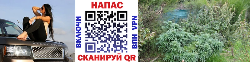 Бошки Шишки гибрид цены наркотик Пласт